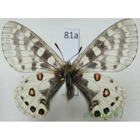 Parnassius orleans subsp. janseni Bang-Haas, 1938 China81a
